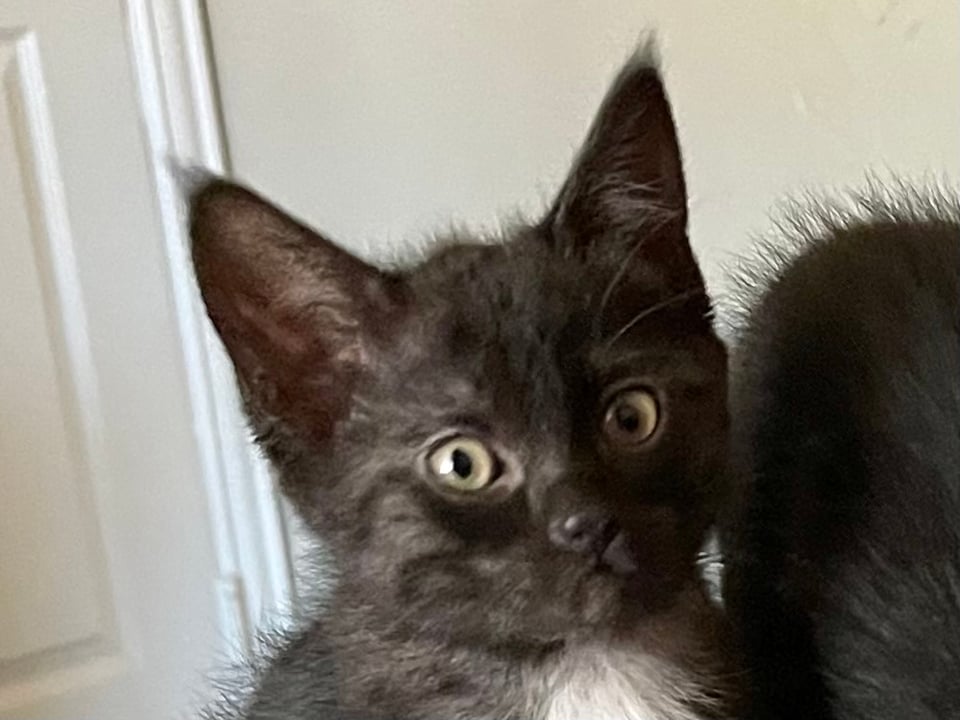 Photo of a kitten staring with a shocked expression at the camera