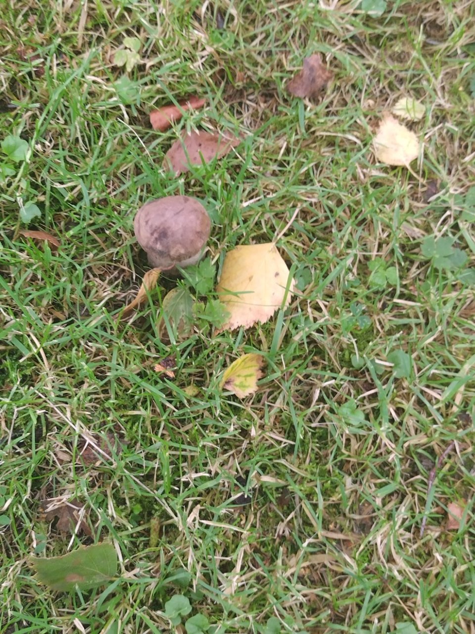fading grass with autumn leaves and a brown fat mushroom growing in it