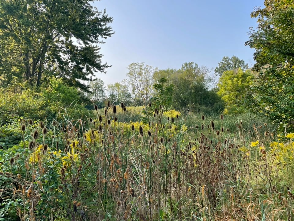 A blue sky is the backdrop for a wetland field, exploding with vegetation. Hues of green, gold, and brown. In the mid-ground, there are many varieties of deciduous trees. In the foreground, bushes, reeds, and golden rod. Browned teasel combs are dotted throughout..