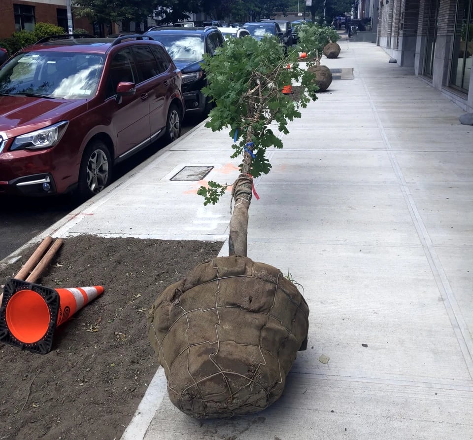Photograph taken of the sidewalk from the bottom of a hill showing three trees about to be planted by laying on their sides next to tree pits