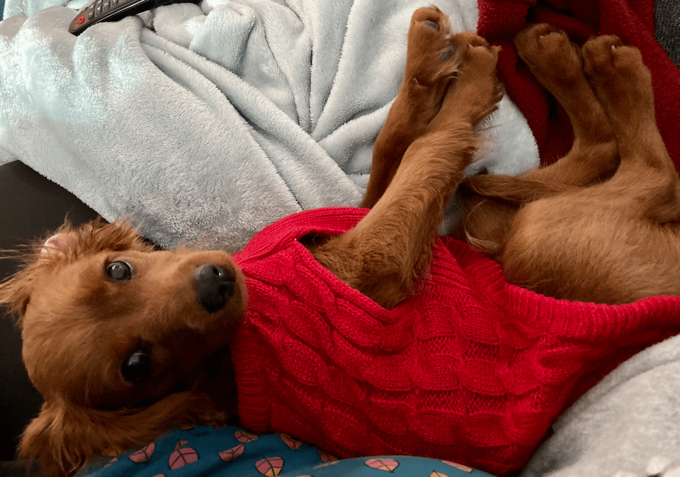 A cute puppy in a sweater.