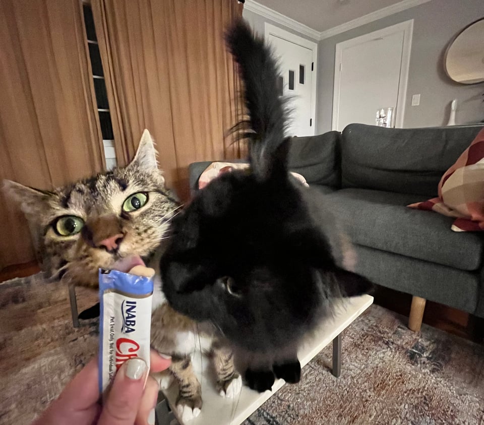 two cats eating a churu