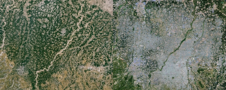 Satellite images of farmland in Weifang, China, in 1987 (left), where there is plenty of green land, and 2024 (right), after a boom in greenhouses has covered most of the green land with reflective plastic. Courtesy NASA.