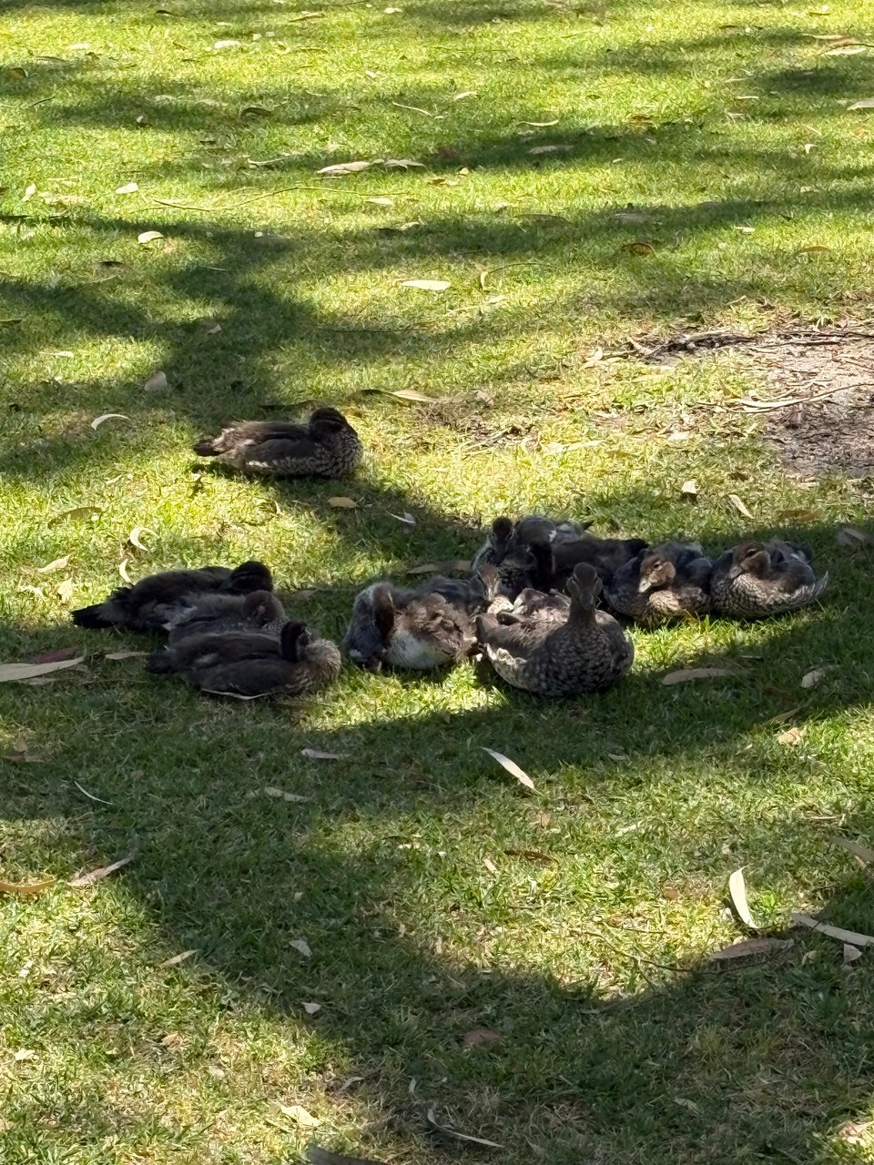 Ducks and baby ducks snuggled on the grass! They're very cute! What are their names? I still don't know. Bird-watchers please feel free to educate me.
