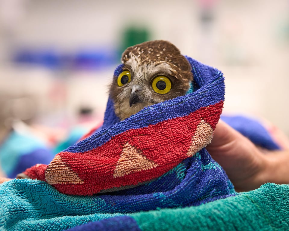 photo of an owl wrapped in a bright red blue orange and green blanket