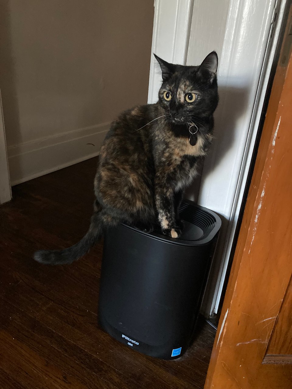 A tortoiseshell cat (Folio) is sitting on top of a black air filter, seemingly unbothered by the air that's blowing right under her.