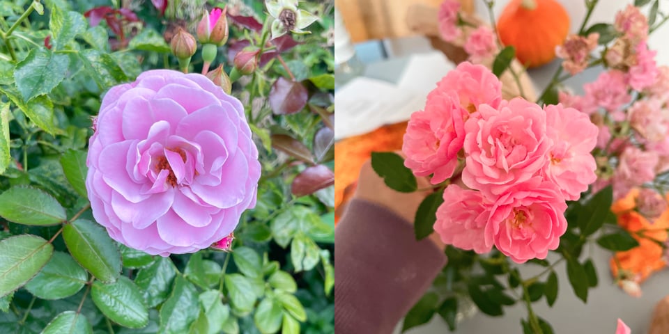 Two photos of extremely colorful roses, one purple, the other ones pinkish-red.