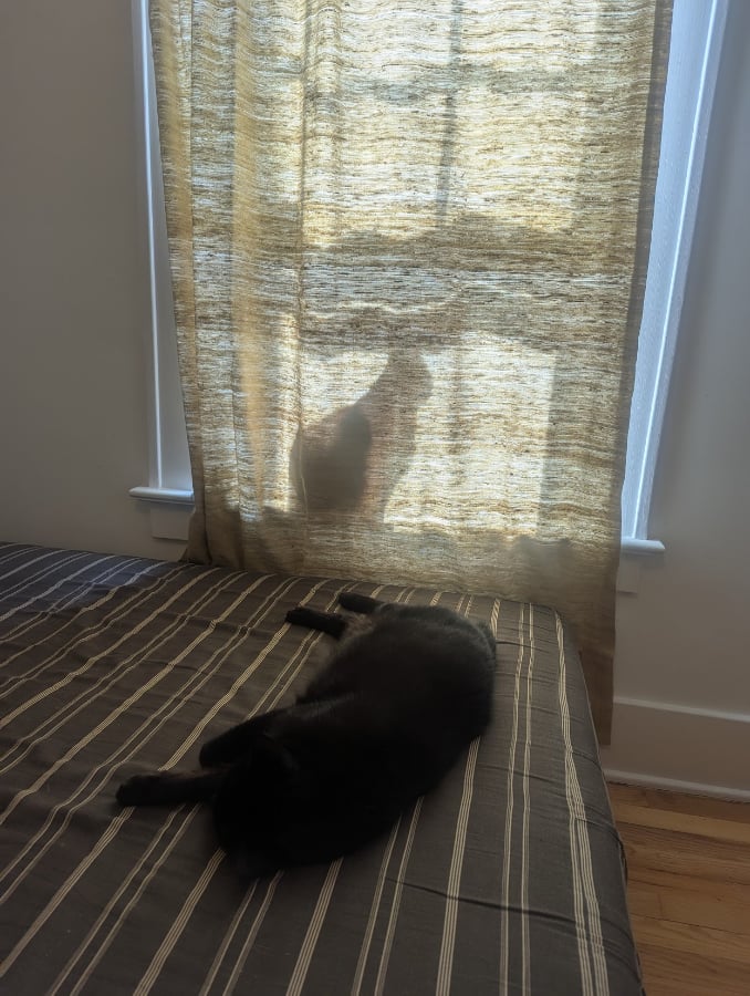 A black cat sprawls in front of a window covered by a golden curtain. A second cat's silhouette is visible behind the curtain.