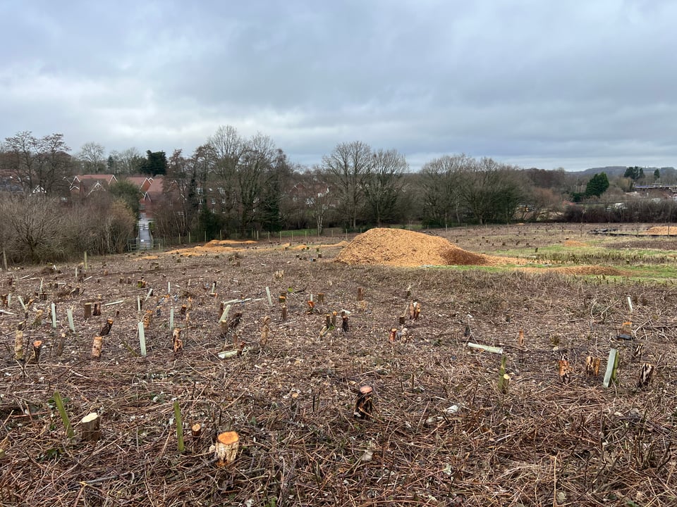 A young forest cut down for a housing development