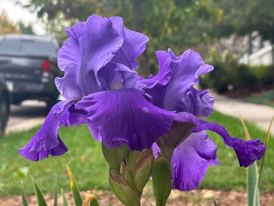 an iris? in October? what are you doing here??