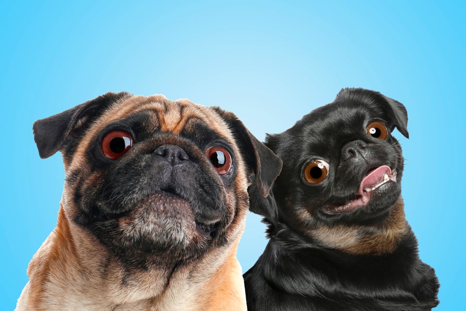 a close up of two happy looking pug dogs against a blue background