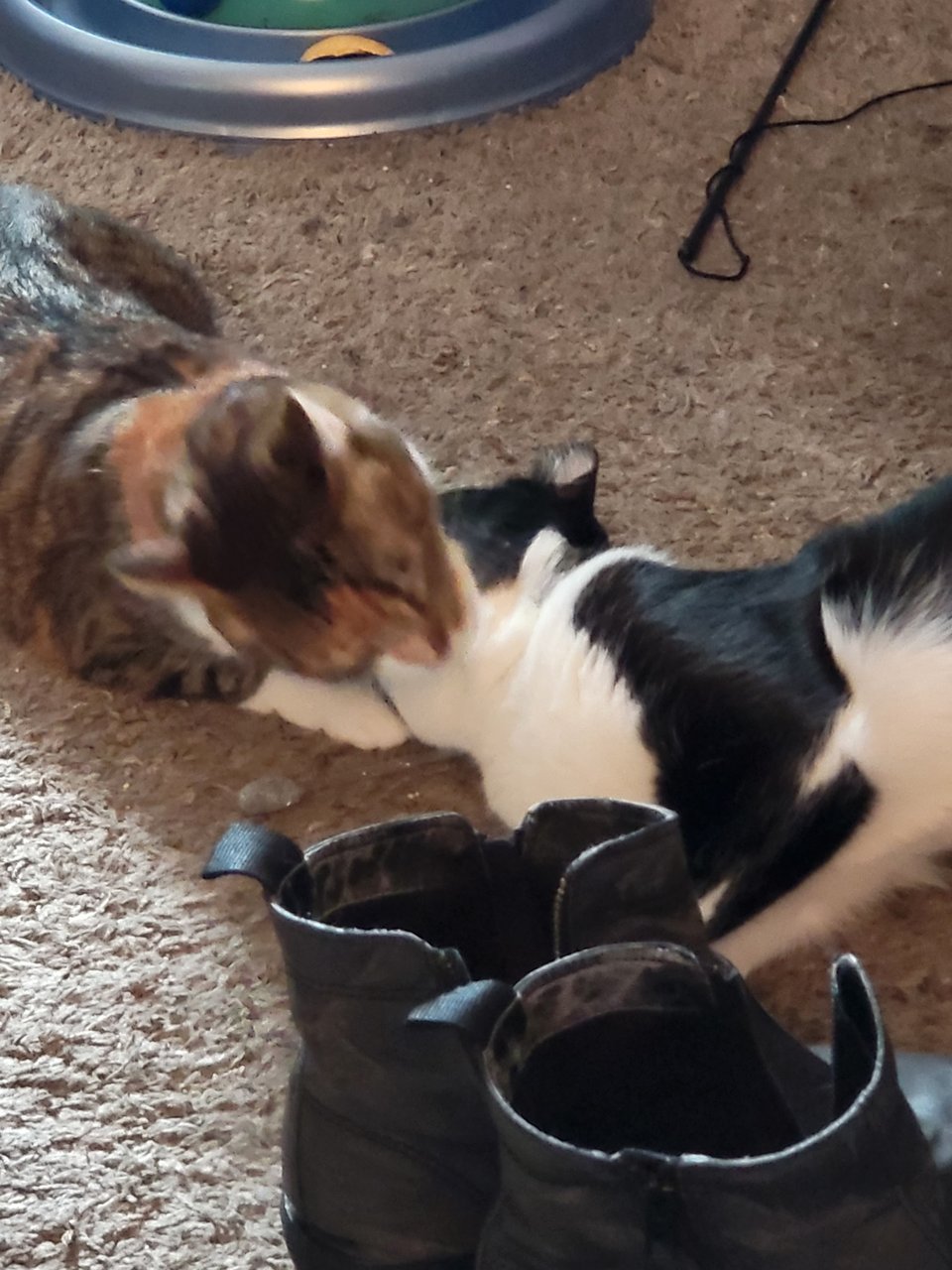 A slightly blurred picture from the motion. Nadja, a brown-calico cat, cleans Tiansheng, a black and white tuxedo cat. te