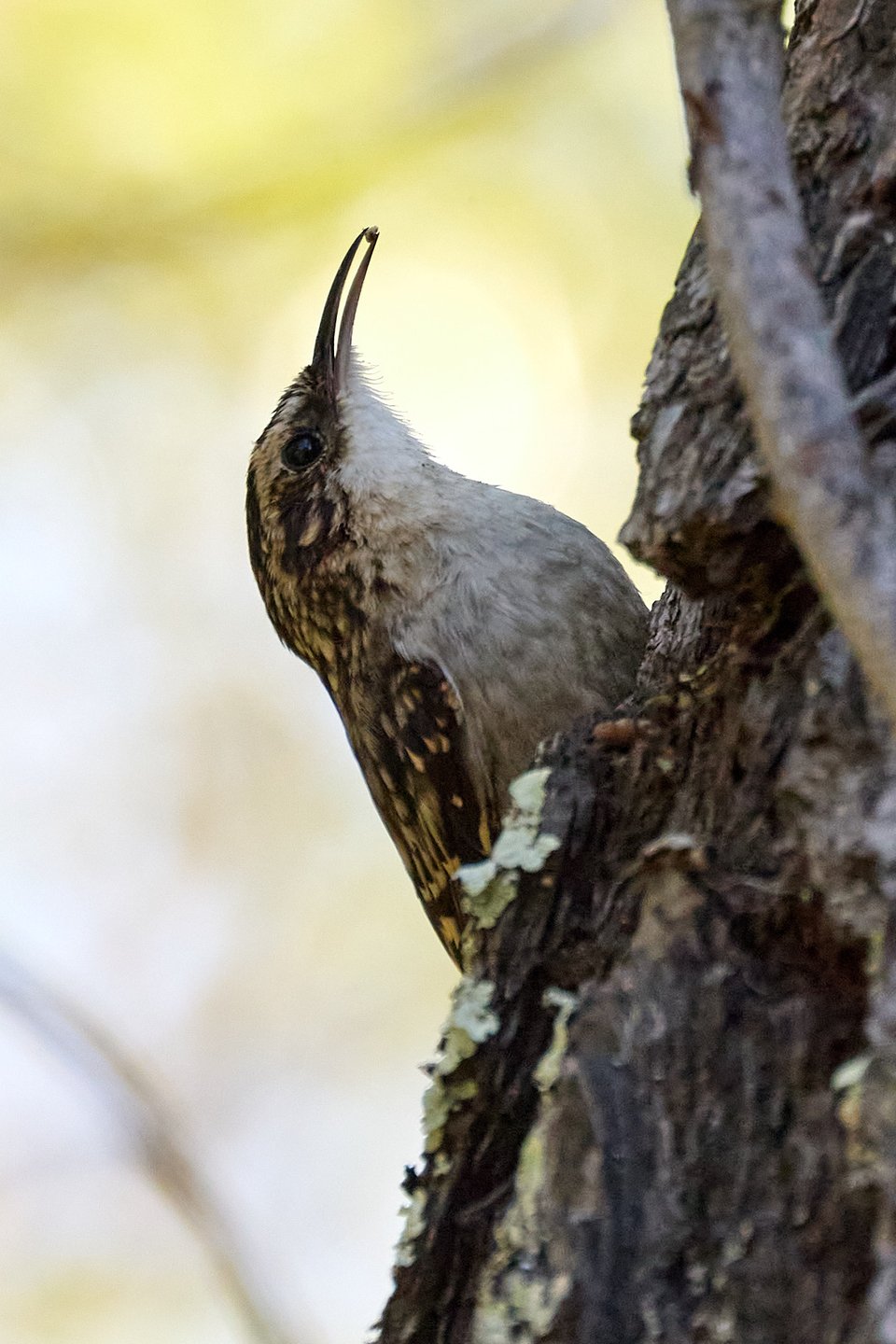 A small brown bird that's perfectly camouflaged against a tree trunk has a small insect in its beak.