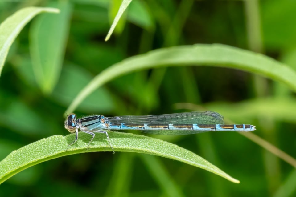 Now and then when you’re strolling around Frontenac State Park, take the time to look, really look, at an insect, as nature photographer Earl Bye often does. This beautiful thing is a damselfly, smaller cousin to the dragonfly. There are hundreds of damselfly species worldwide; Minnesota alone has 42 species of the delicate wetland insect. / Photo by Earl Bye