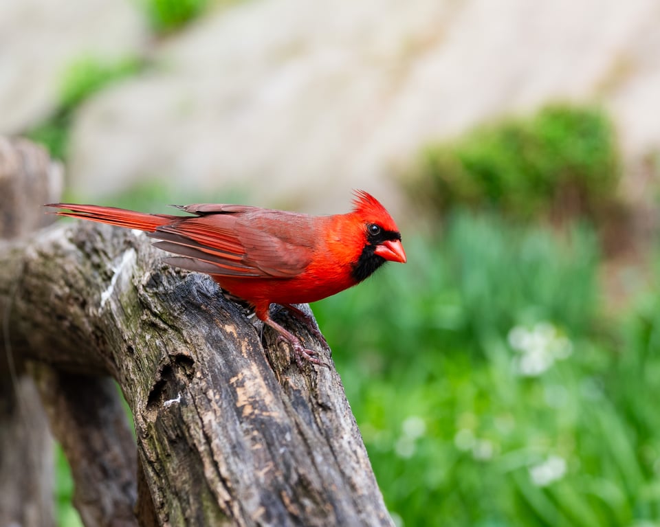 A red cardinal in a park.