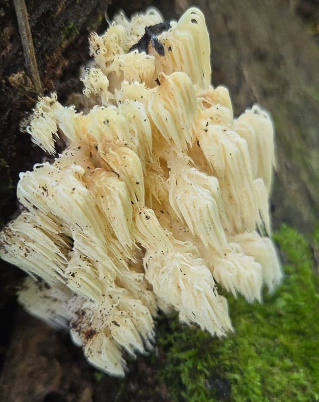 A lion’s mane (species Hericium) fungi, spotted on driftwood along the Sand Point Trail in a past August after spring flooding. This highly desirable edible mushroom grows on dead or dying deciduous trees. Consider yourself privileged if you spot one. / Photo by Pamela Miller