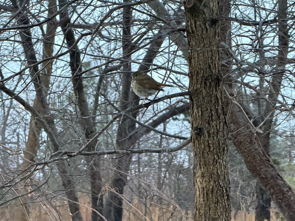 a photo of a round brown and white bird in a tree