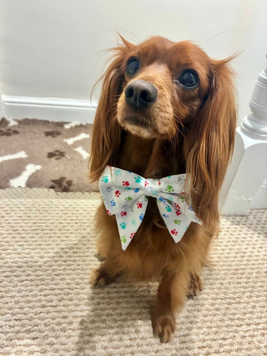 A cute dog in a bow tie.
