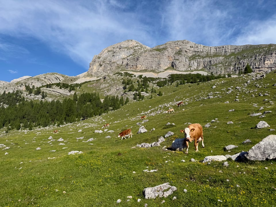 cows grazing