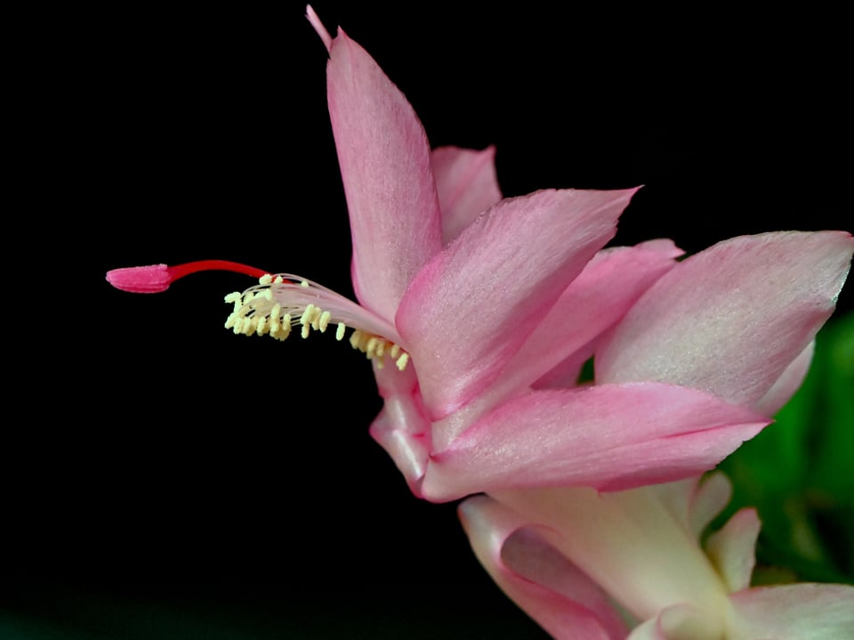 Macro photo of a Schlumbergera cactus blossom focusing on the detail of its stamens. Nikon Z50, AF-S VR Micro-Nikkor 105mm lens, ƒ/8.0, 1/25 sec, ISO 6400. Taken 11 Nov 2024.