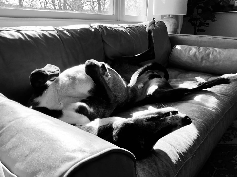 b/w photo of a b/w greyhound flipped over on his back on a leather sofa, illuminated by sunlight