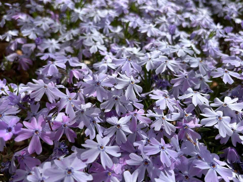 A blanket of lavender phlox