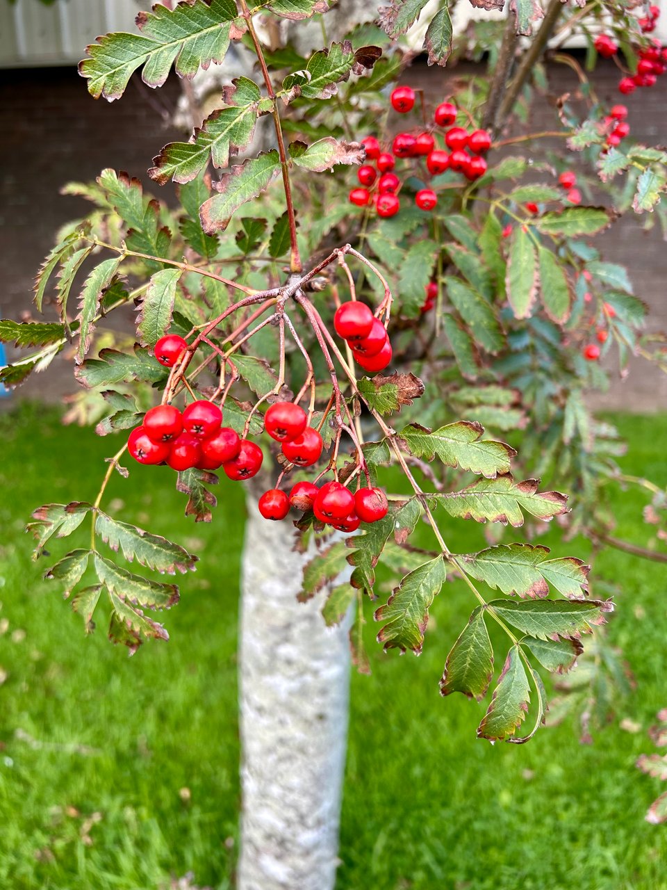 Crimson rowan berries and rowan leaves starting to crisp and crinkle around the edges hang from a silvery grey barked rowan tree. Image by Rowan Ambrose