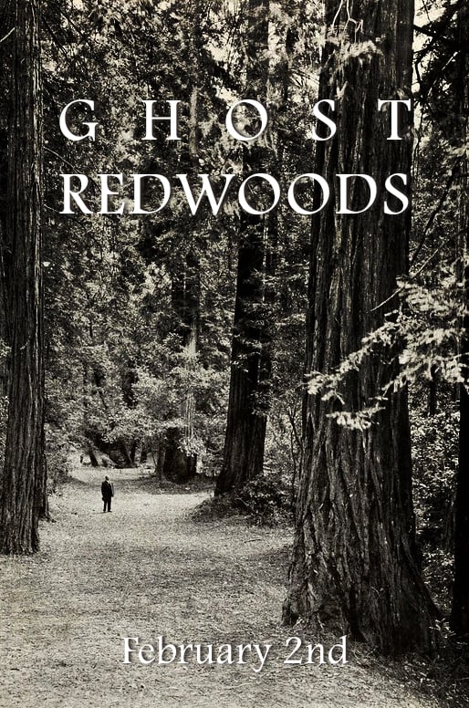 Someone stands in the middle of a forest, seeking a ghost