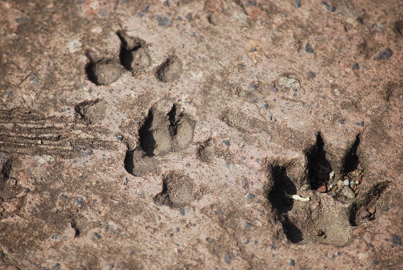 A photo of dry brown soil or mud with a few paw prints in it, seemingly from animals with sharp claws