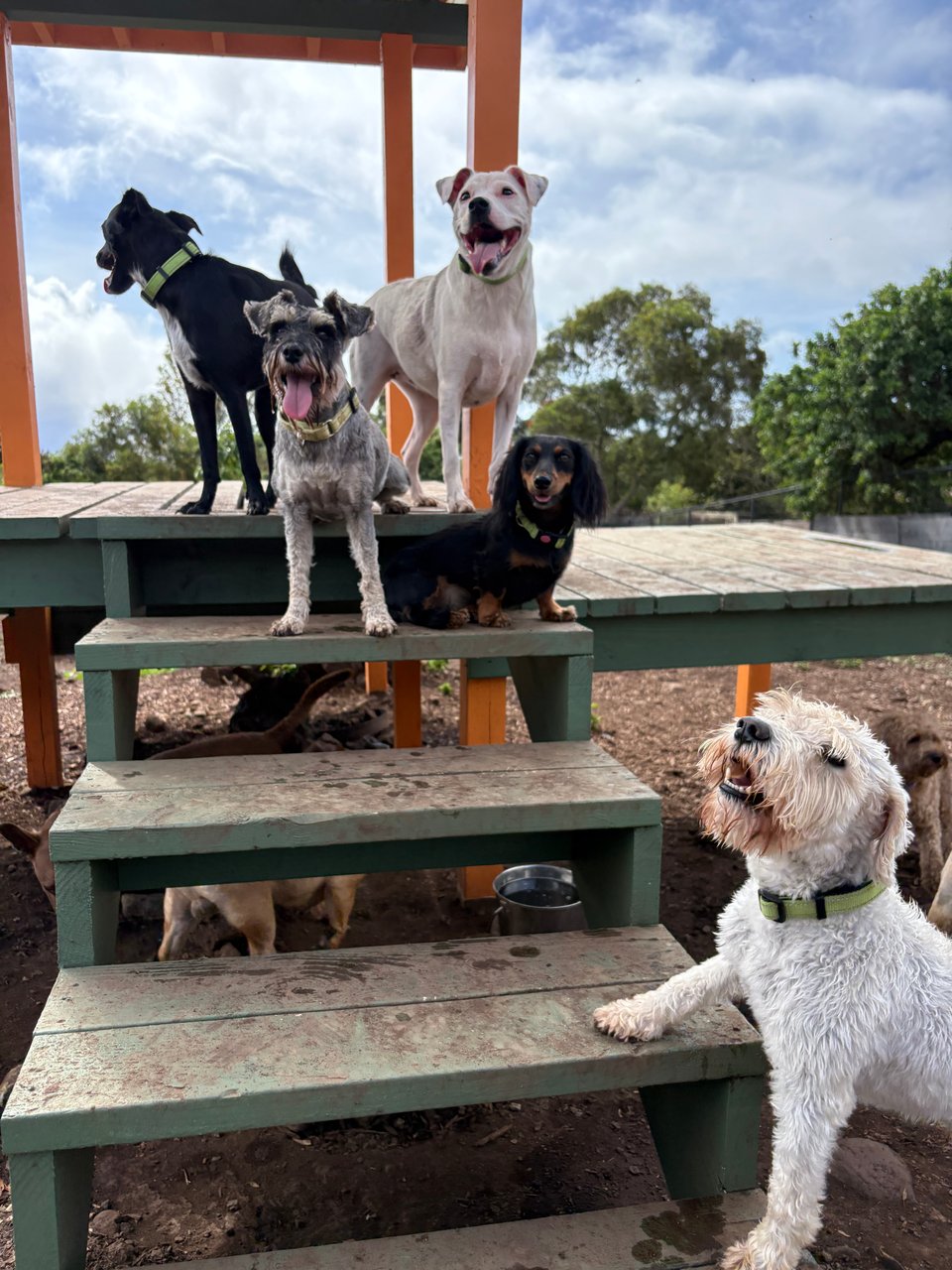 photo shows Finn, a white schnauzer entering his scruffy phase, standing at the foot of a short flight of four steps, with one paw up on the second step. At the top, on a platform, stand four more dogs, including a salt and pepper schauzer, a weiner dog, a smiling white dog, and a black dog looking back behind. Several dogs are half hidden under the platform