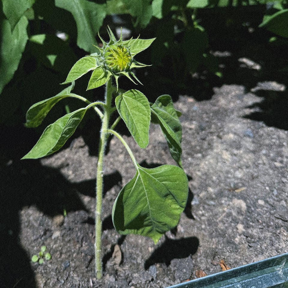 a growing sunflower just about to bloom