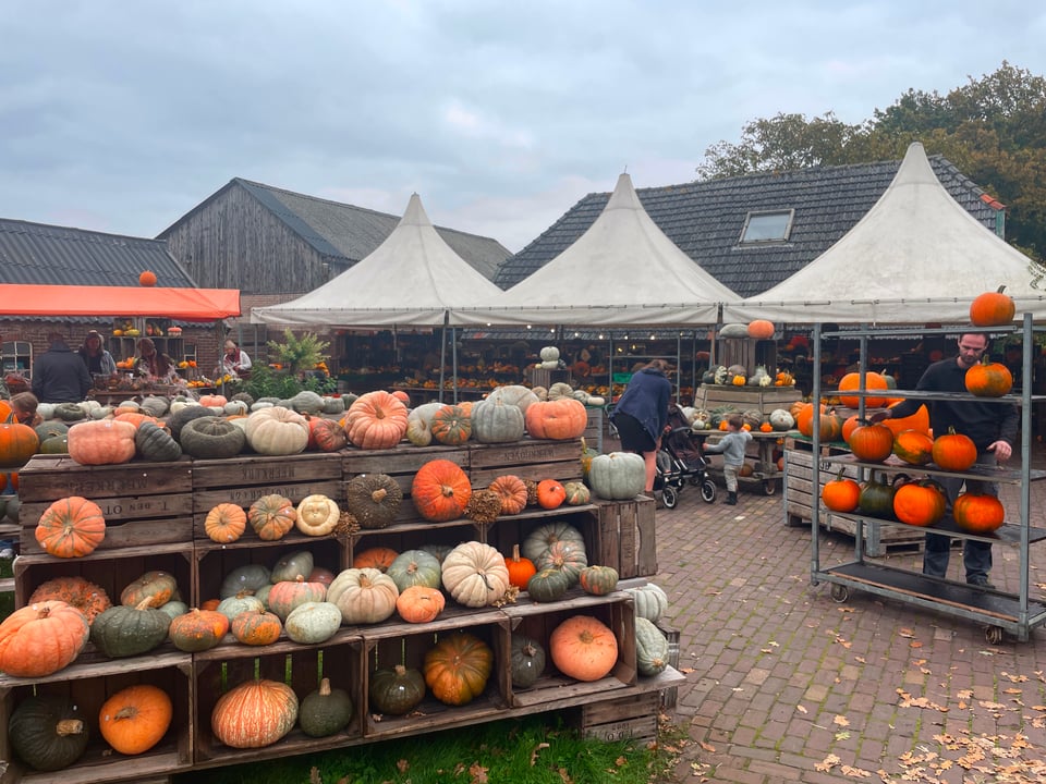 A farm set up with many displays full of pumpkins and gourds for sale.