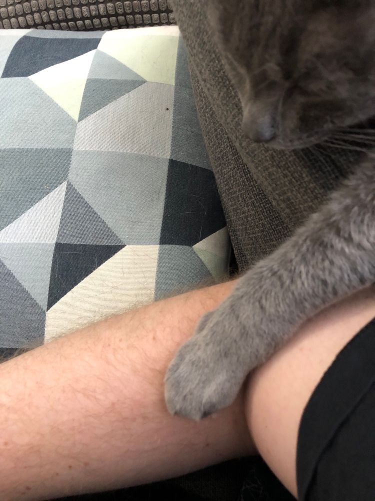 a small dark gray cat sleeping on the back of a blue-gray sofa, one silver paw resting on a white man's arm