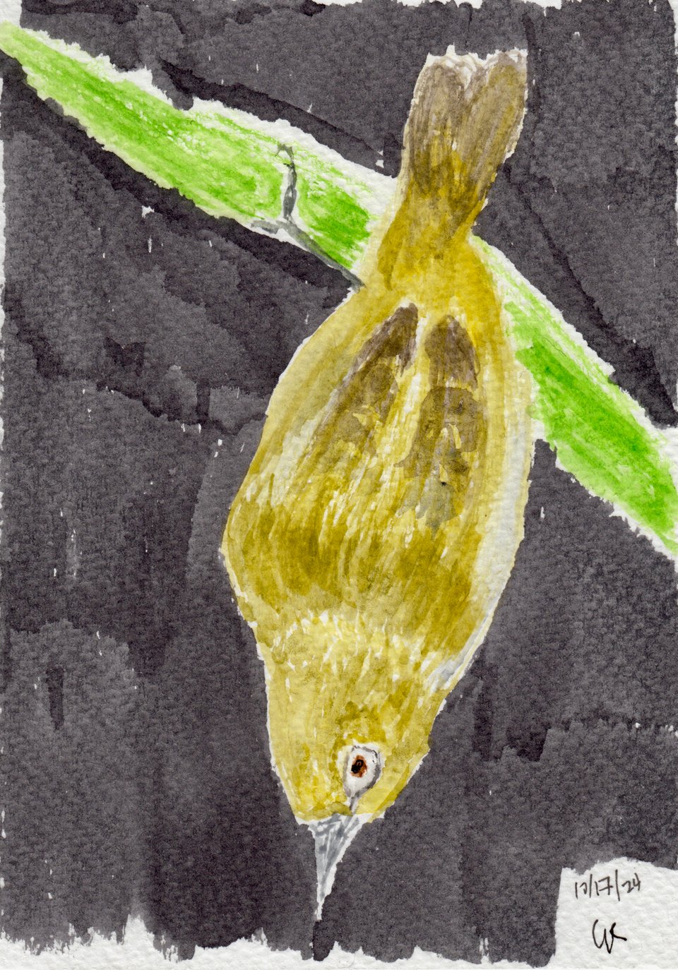 watercolor postcard of a Japanese White Eye bird, seen from above, holding onto a green branch, against a black background