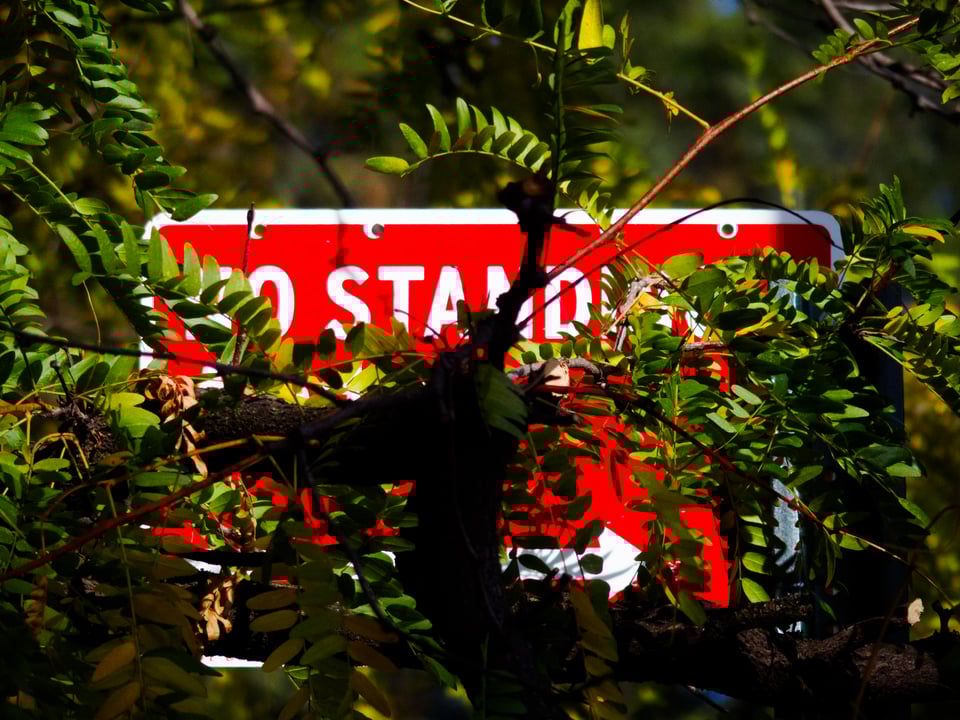 a red "NO STANDING" sign obscured by a tree.