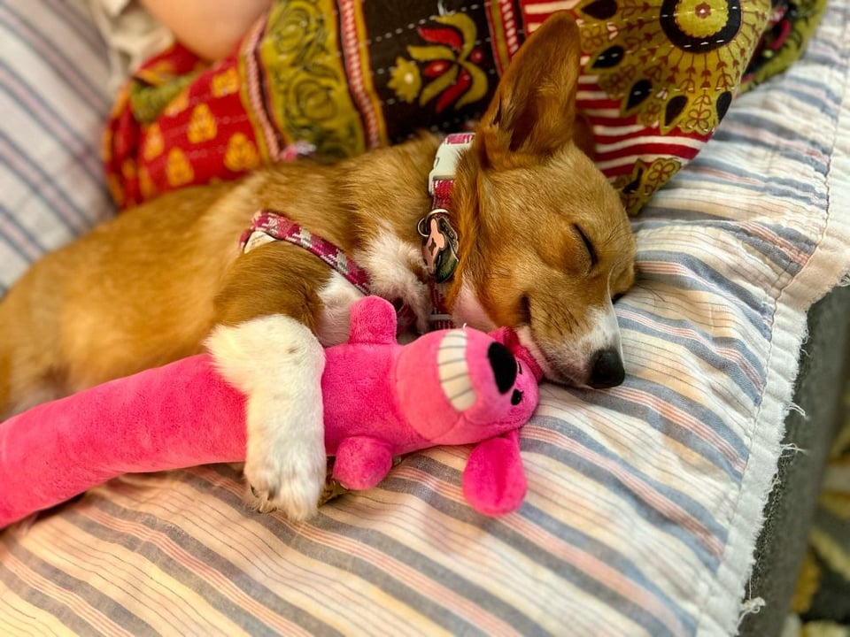 Feferi the Corgi sleeps on her side on a striped couch. One paw is thrown over a tube-shaped magenta stuffed chew toy.