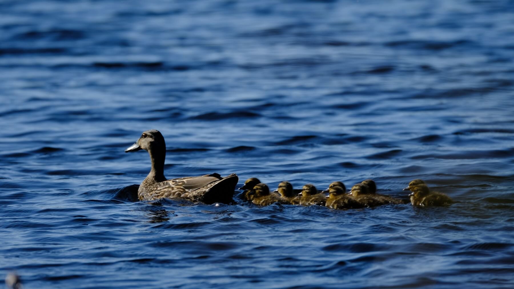 Duck and a dozen ducklings on the lake, 19 October 2022. 