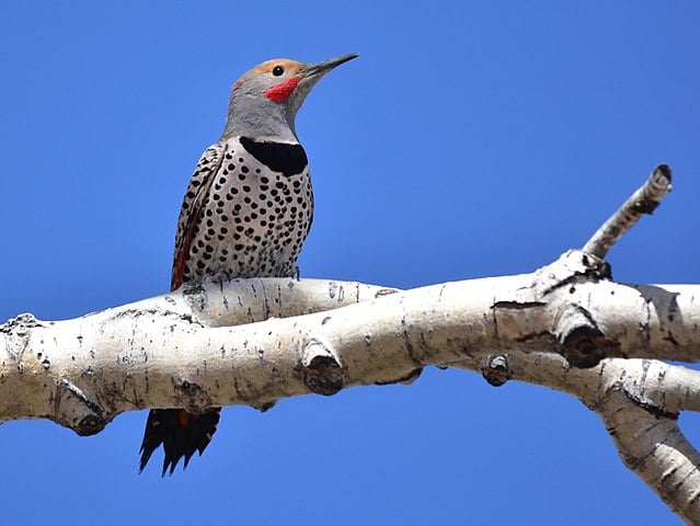 A bird perched on a tree branch. The bird has black and white spots on the front, and a bright red cheek