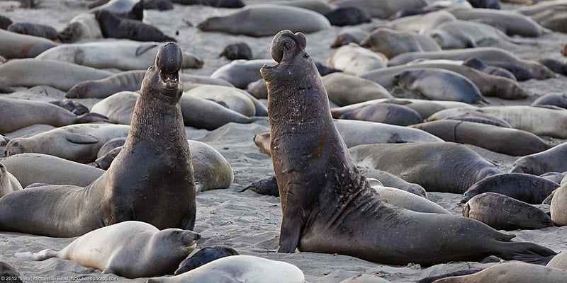 Image of two male northern elephant seals rearing up and facing each other. they are surrounded by many other elephant seals laying on the grey sand.