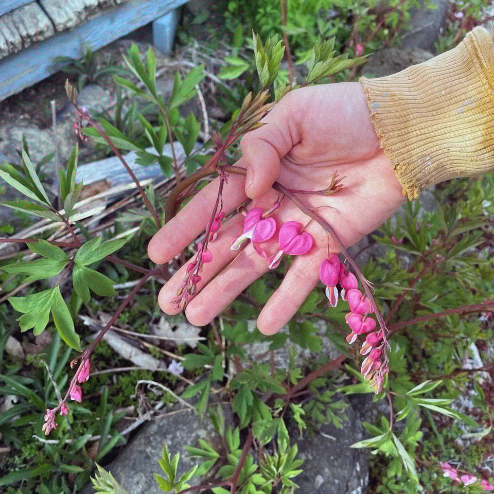 my sweetie's sculptor hands tenderly caressing a string of bleeding hearts on her birthday