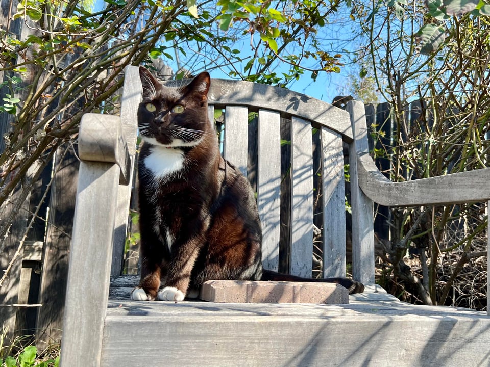 Tod's cat looking regal sitting in a chair