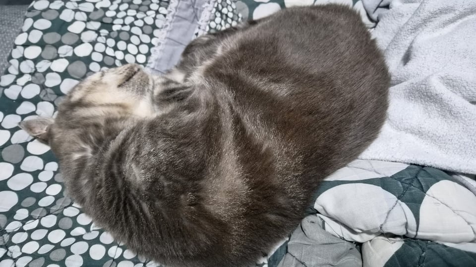 A photo of a grey cat, lying on grey ad black polka dot sheets.