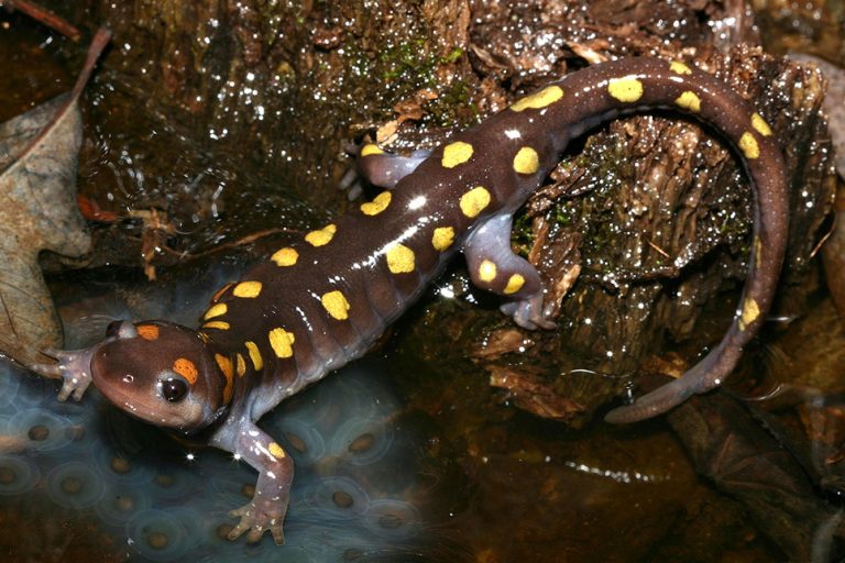 photo of a spotted salamander