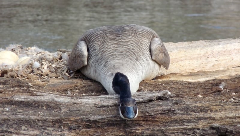 A nesting, resting Canada Goose. Probably best not to mess with her. / Photo by Bruce Ause