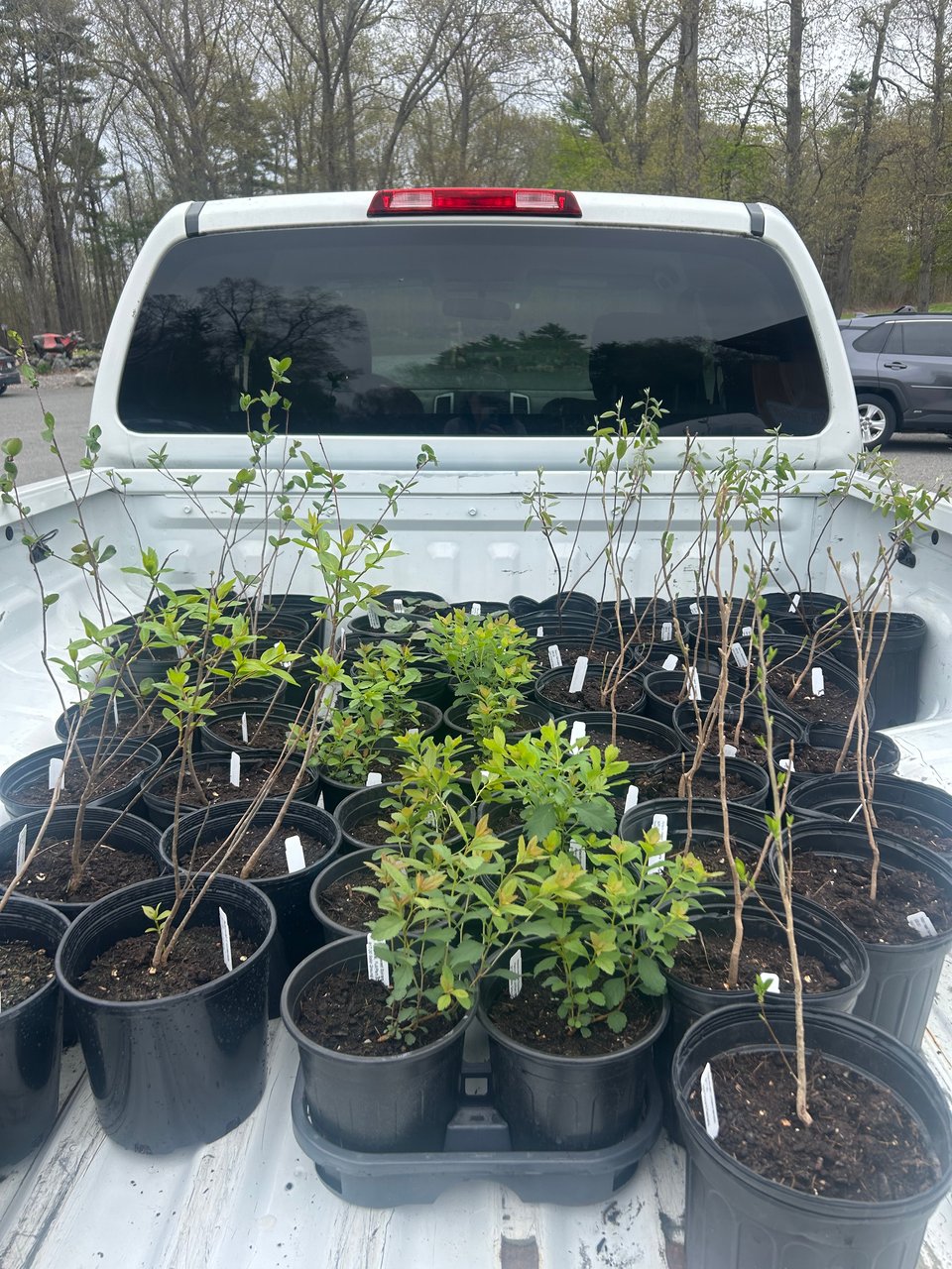 A truck bed filled with various species of trees and shrubs that are beginning to leaf out