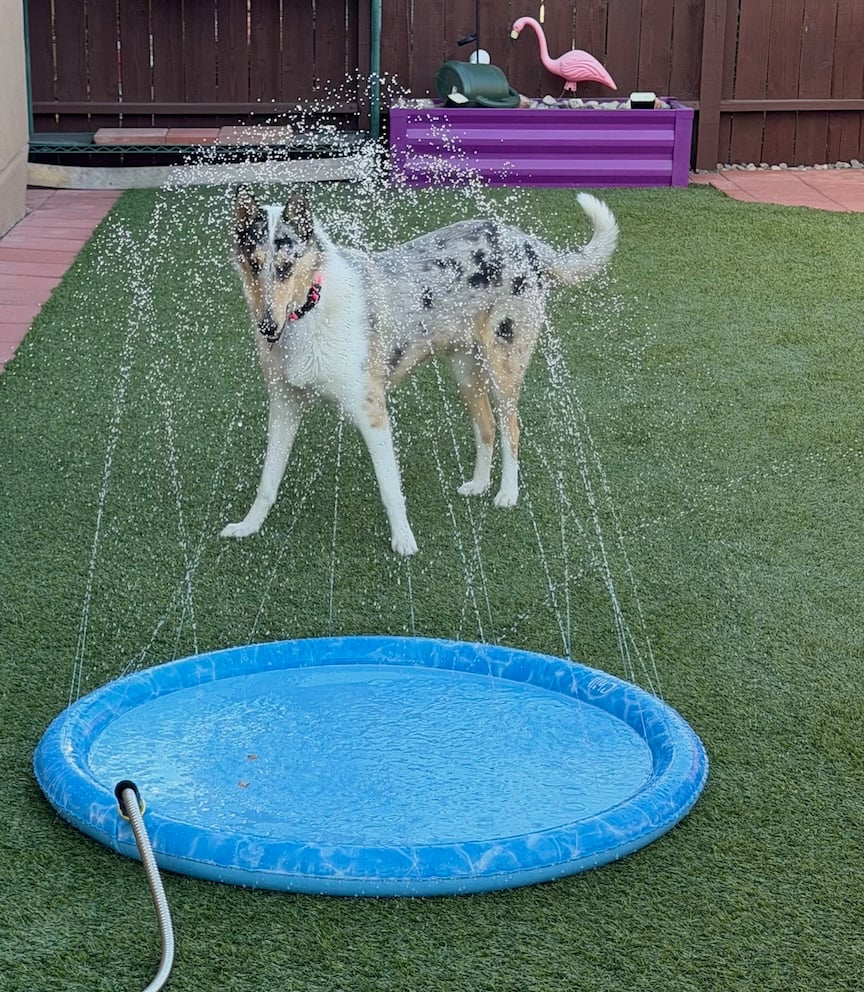 small inflatable pool/sprinkler with Opal behind it looking at it.