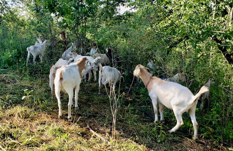 Buckthorn-pulverizing goats are among the park’s most effective summer workers. Look at these guys go! They’re at work on blufftops near Rattlesnake Bluff. / Photo by Steve Dietz