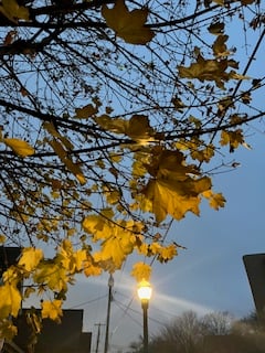 the same yellow leaves as the last picture in closeup, with lamplight behind them against twilight blue
