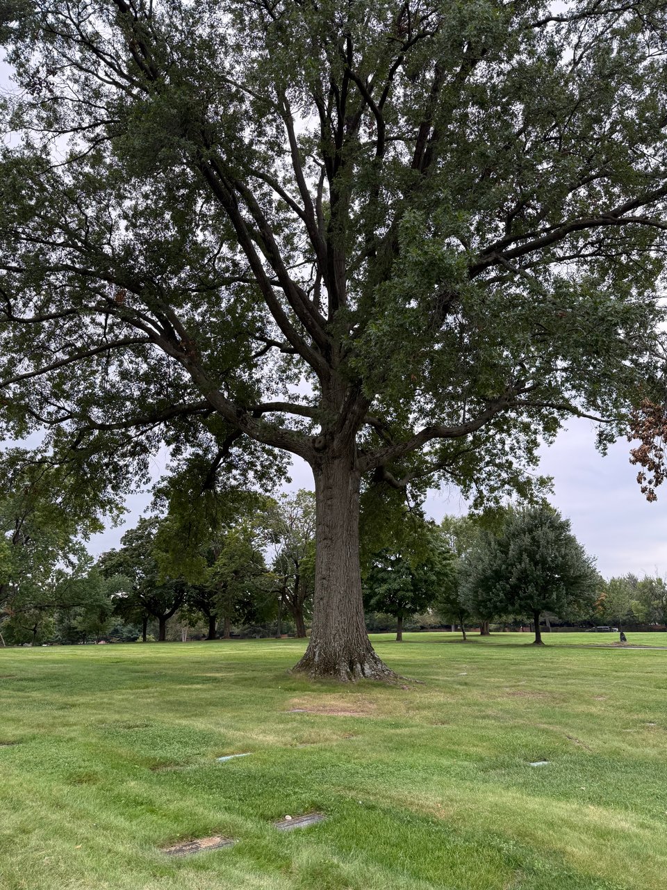 photo of a great spreading tree in a memorial park, with grave markers in the grass around it