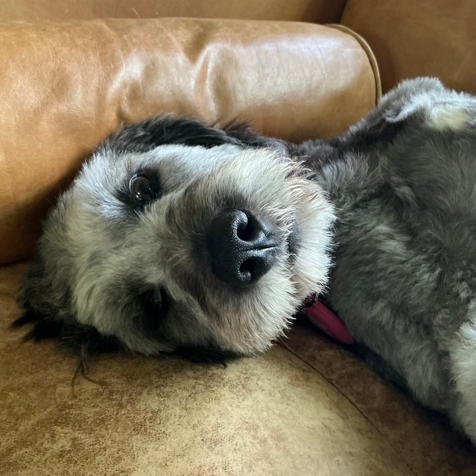 Alt text: face of gray aussiedoodle flipped on her back on a light brown leather sofa
